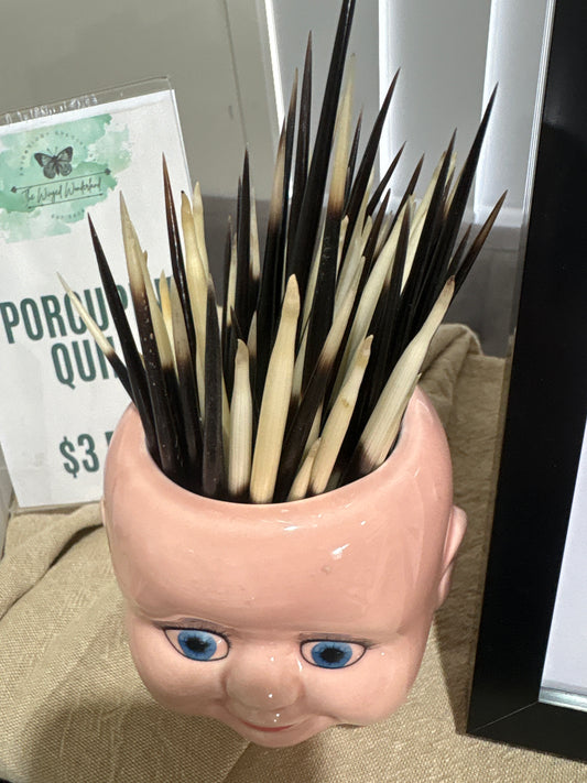 Porcupine Quill