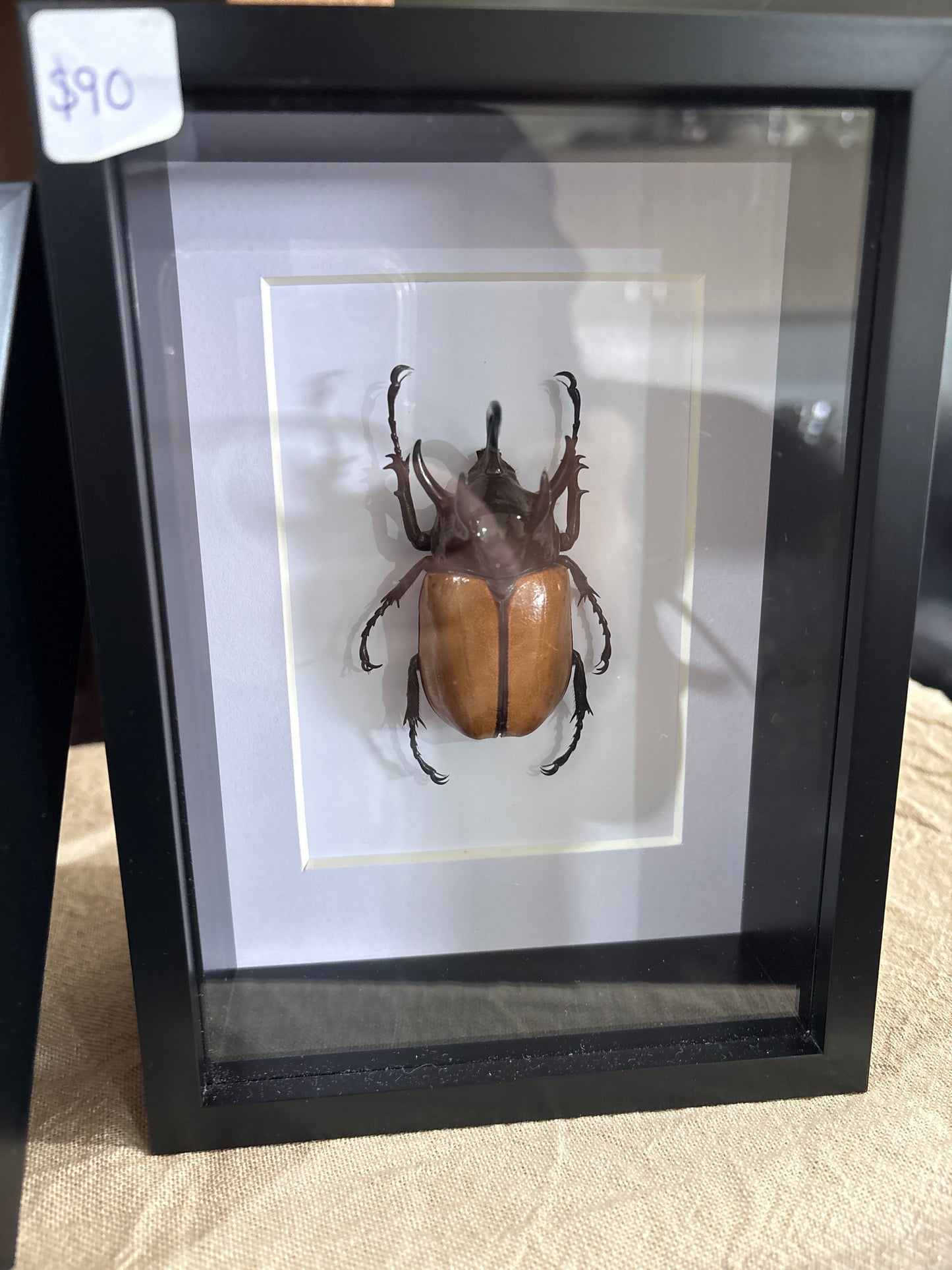 Eupatorus Gracilicornis