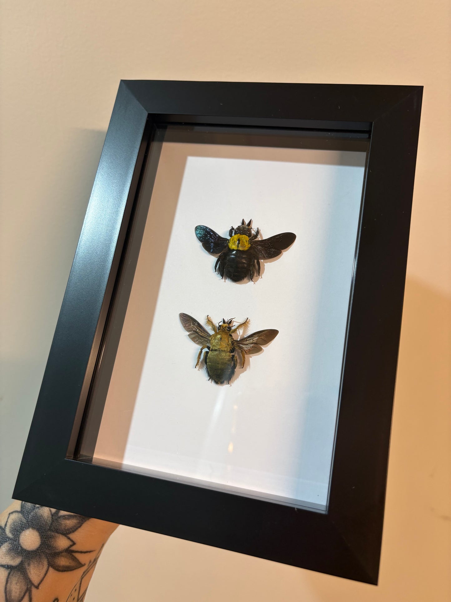 Xylocopa Aestuans - Yellow Carpenter Bee Duo