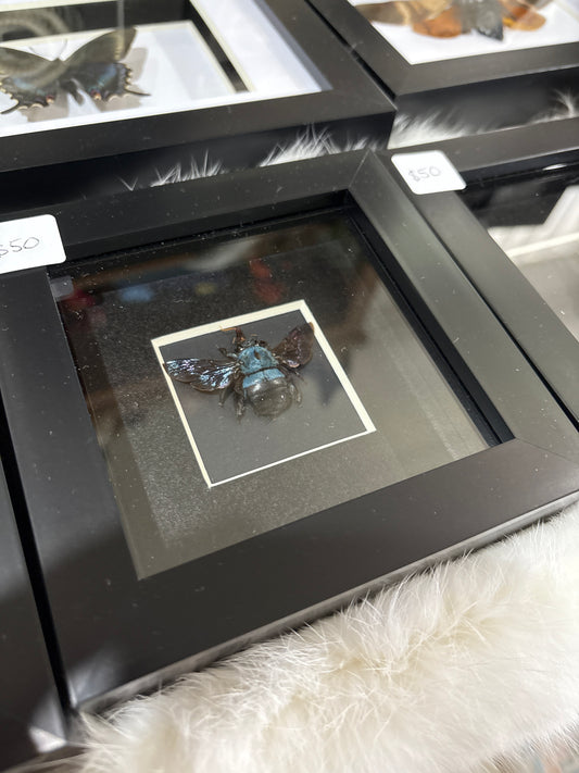 Xylocopa Caerulea - 4x4 frame - Female