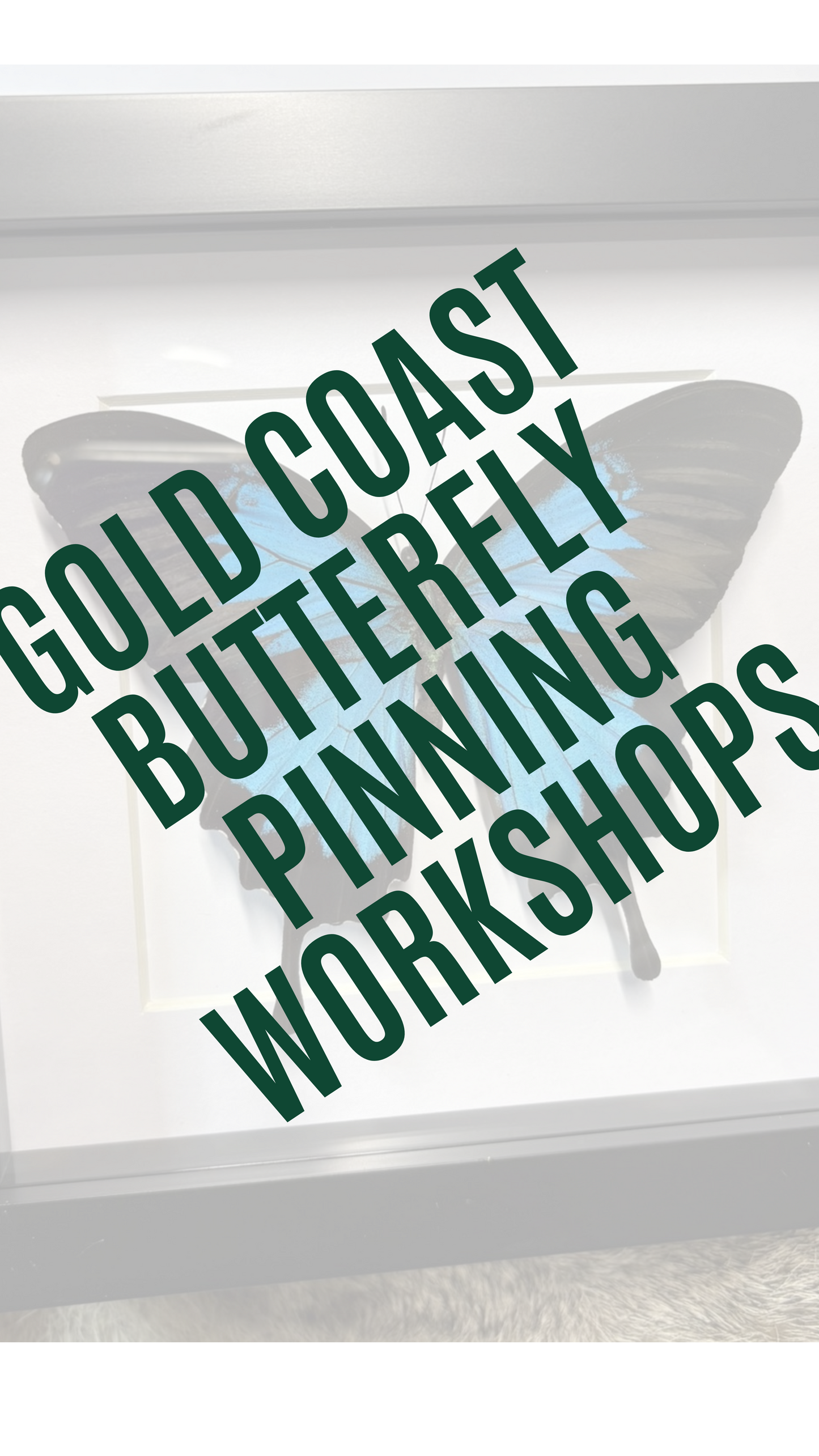 ✨ The Winged Wonderland Ulysses Butterfly Pinning Workshop - Gold Coast ✨