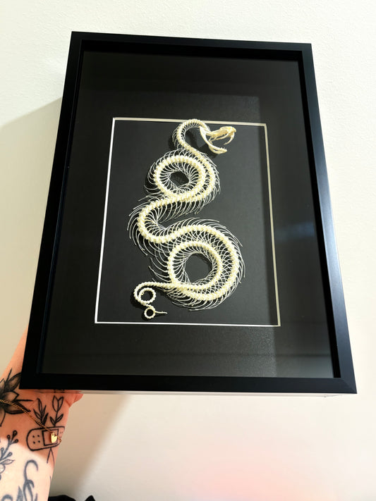 Trimeresurus albolabris - Double Rolling Skeleton