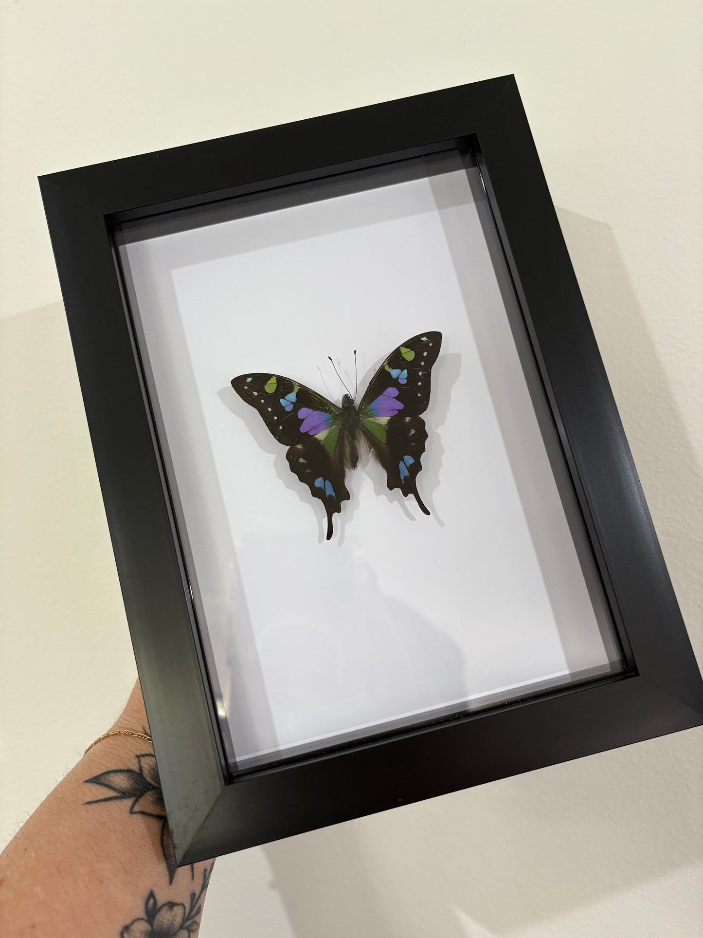 Graphium weiskei
