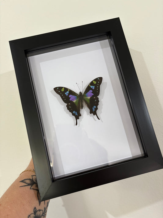 Graphium weiskei
