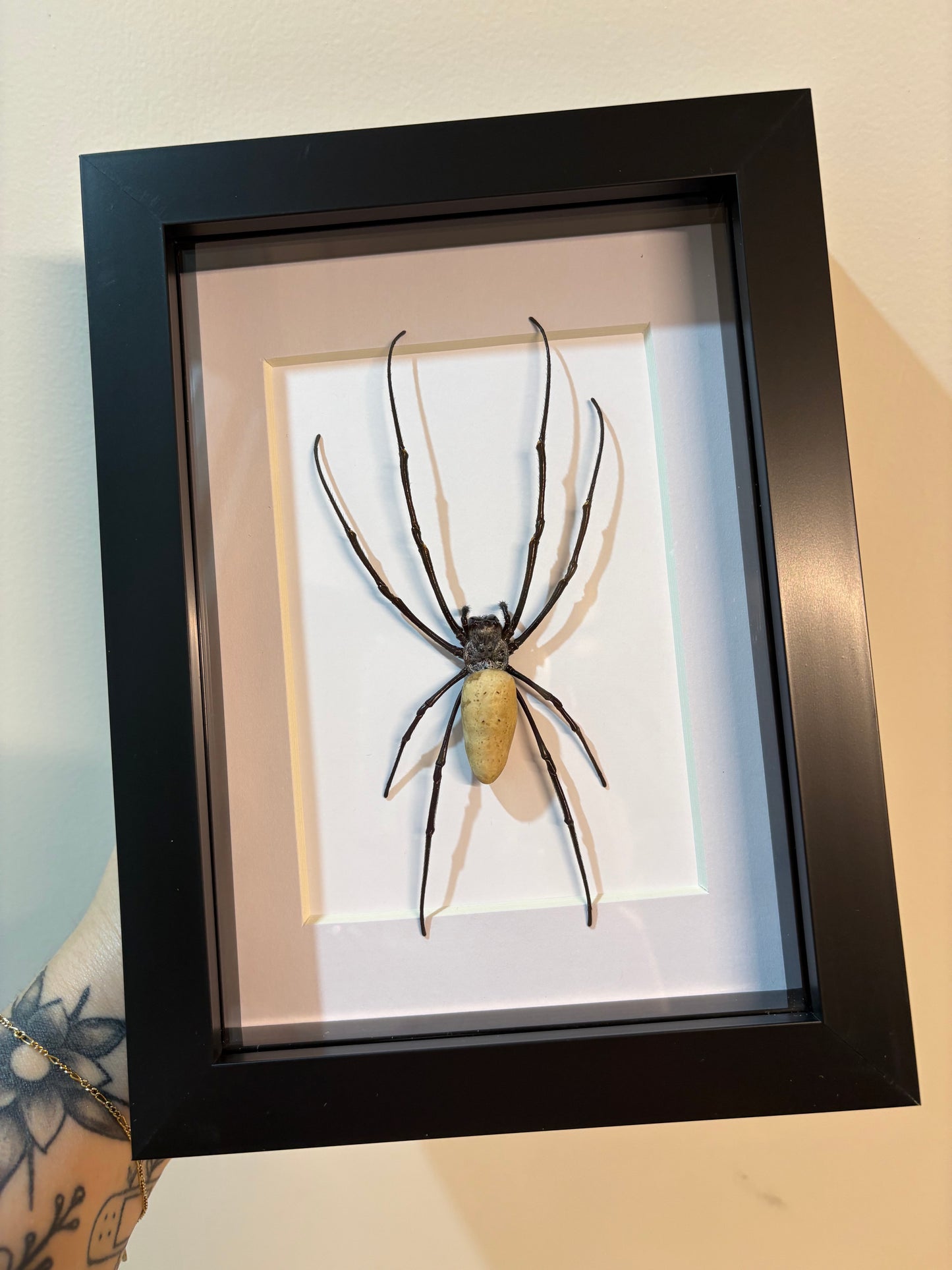 Nephila vitiana Spider
