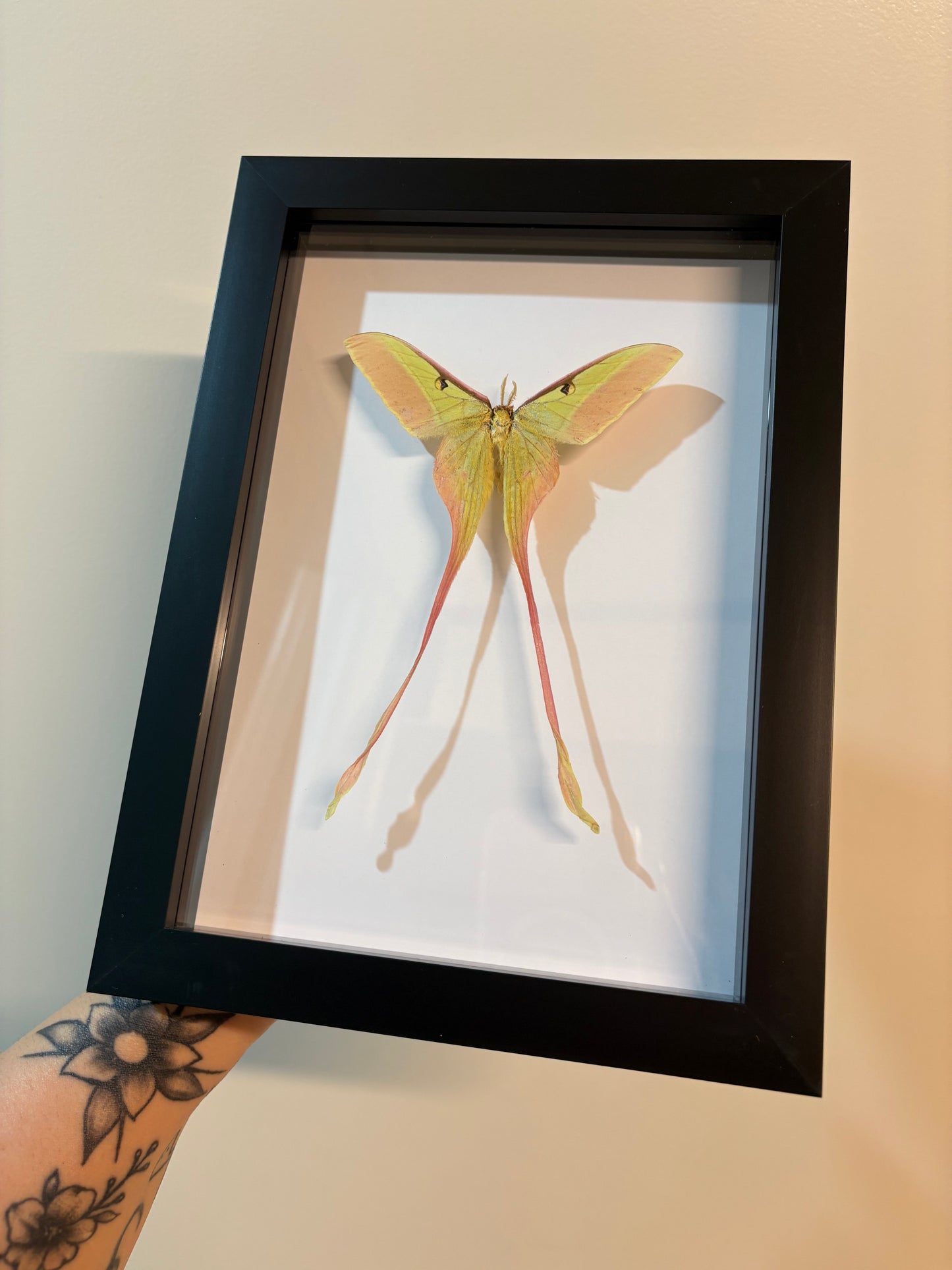 Actias Dubernardi