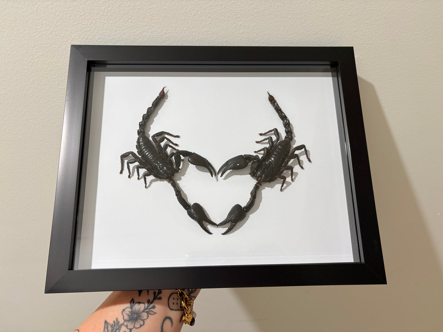 Javanimetrus cyaneus - Valentine's day special