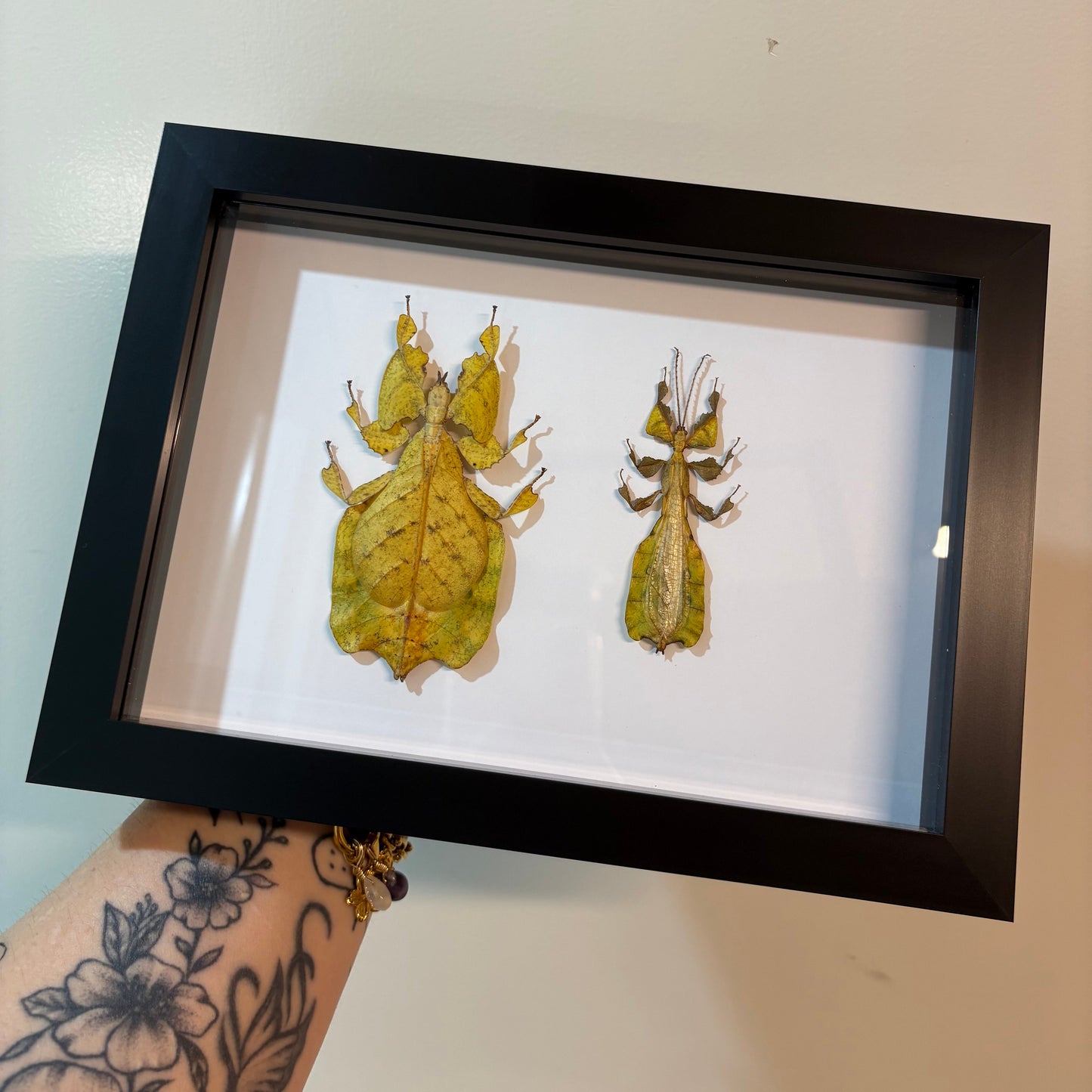 Phyllium pulchrifolium - Yellow (female & male)