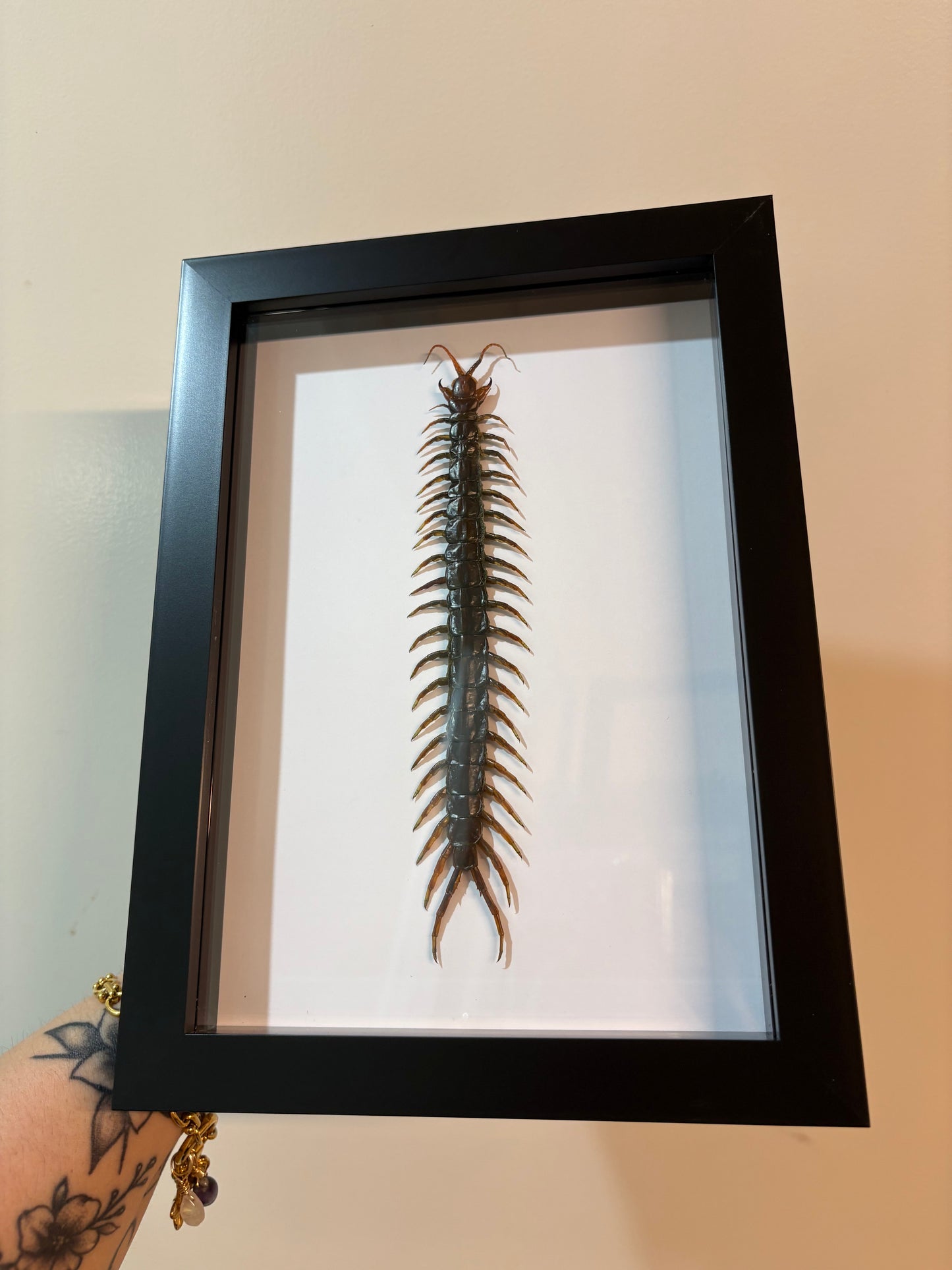 Scolopendra piceoflava - M