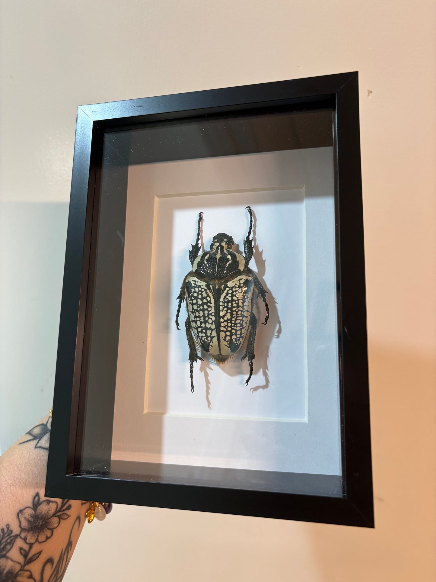 Goliathus orientalis meleagris