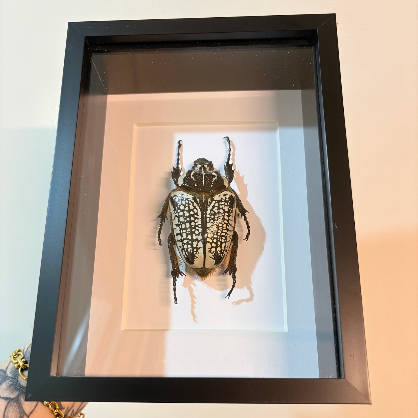 Goliathus orientalis meleagris