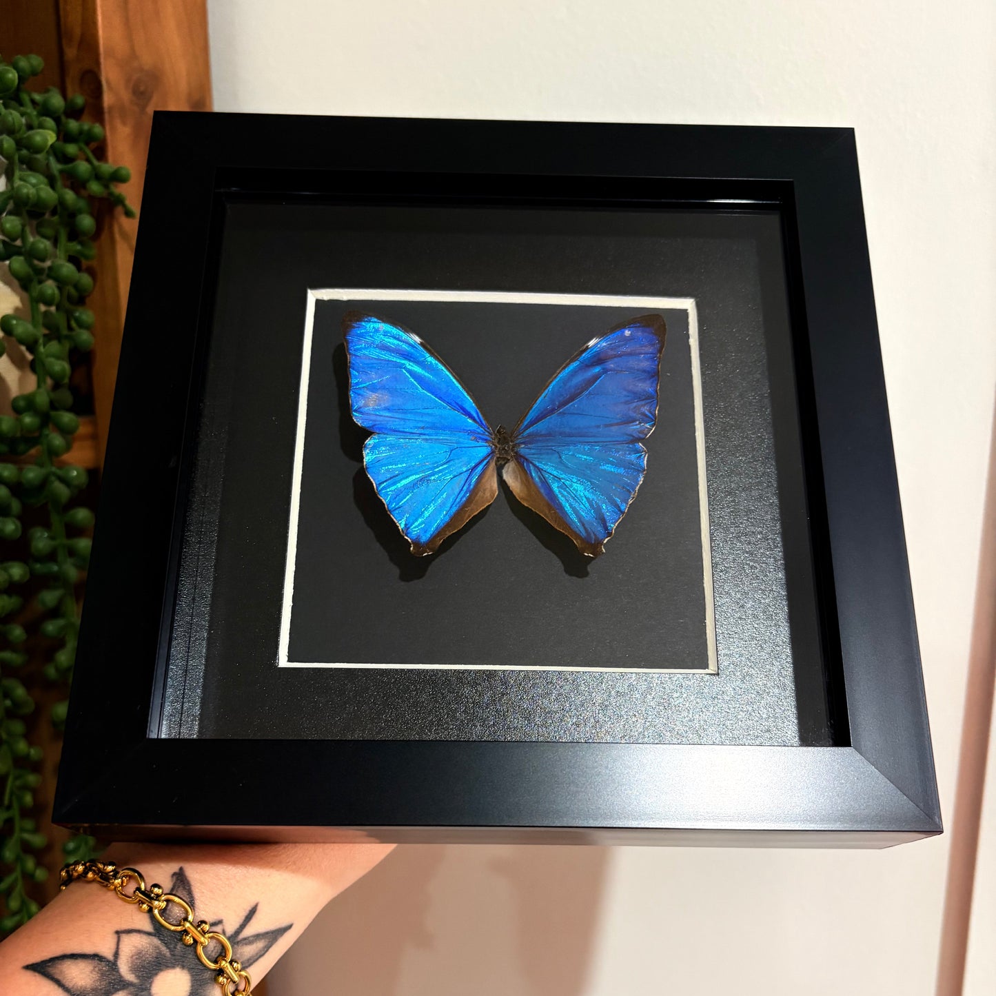 Morpho Aega