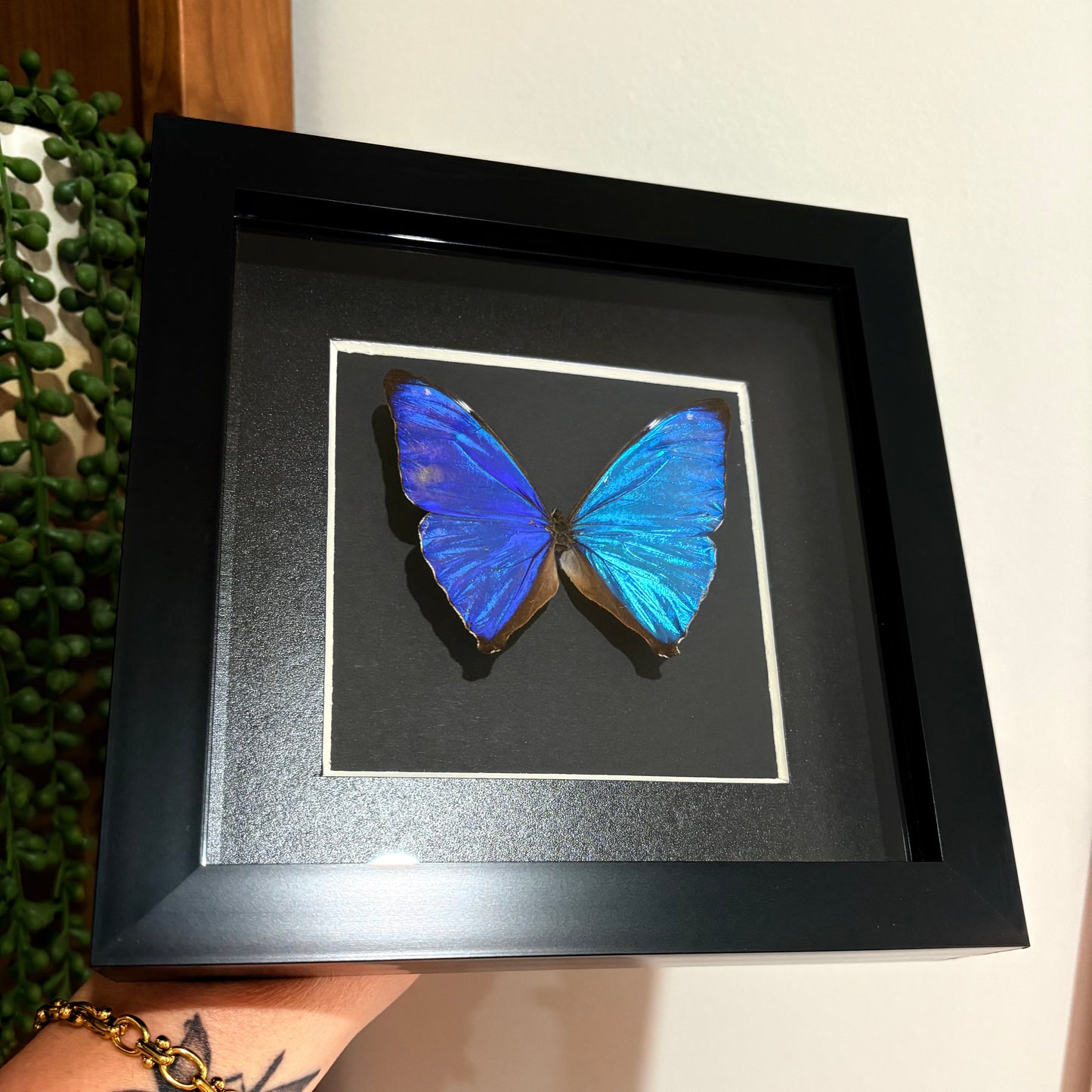 Morpho Aega