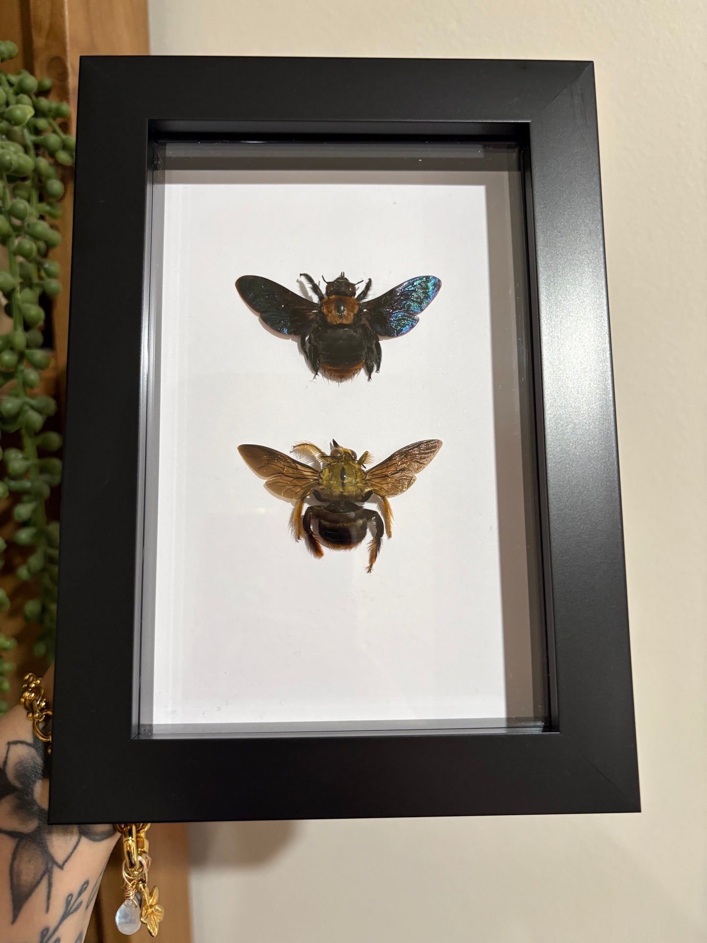 Xylocopa Confusa carpenter bee Duo - Male & Female