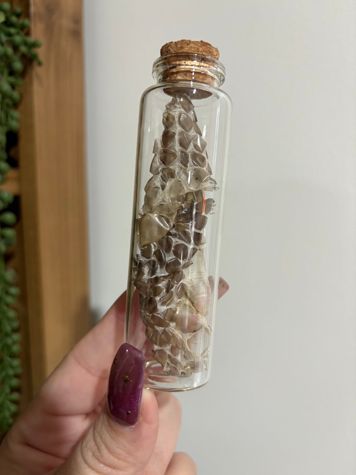 Snake Shed Jar