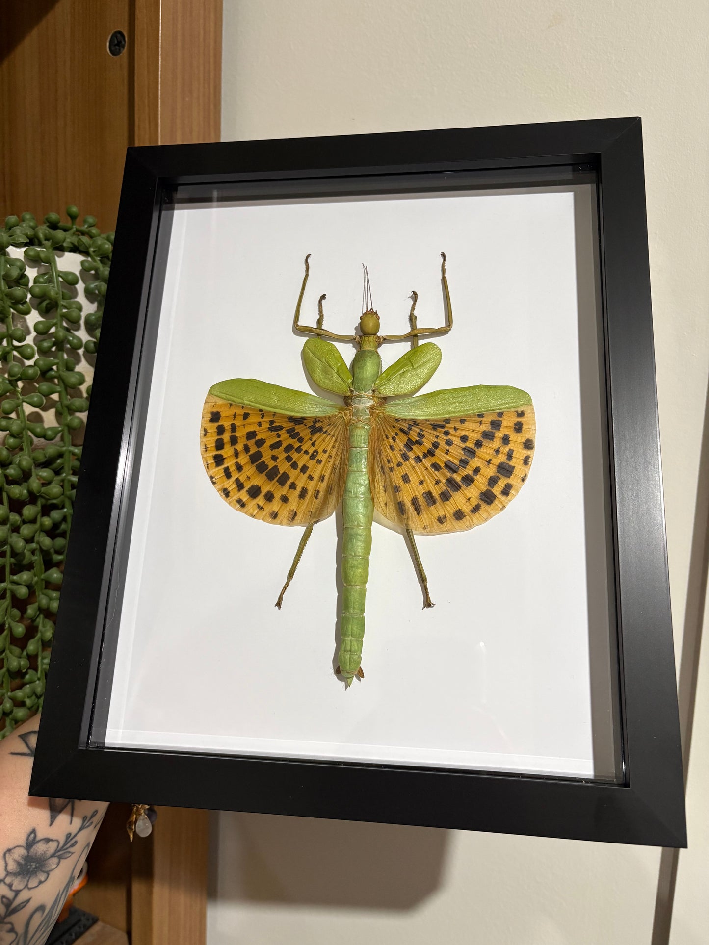 Paracyphocrania Major