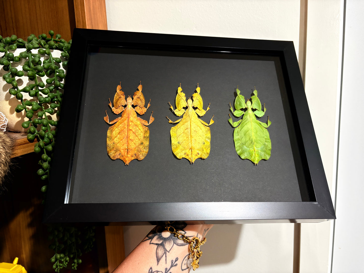 Phyllium pulchrifolium - Colour Trio