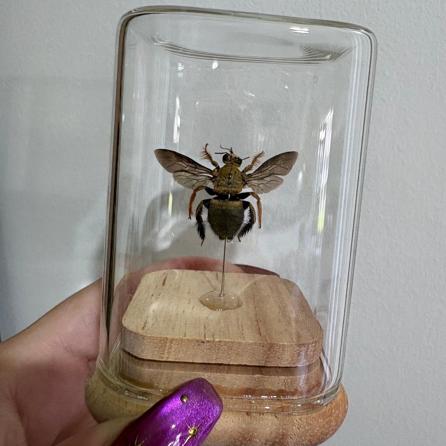 Xylocopa Aestuans Isolate Dome - Male
