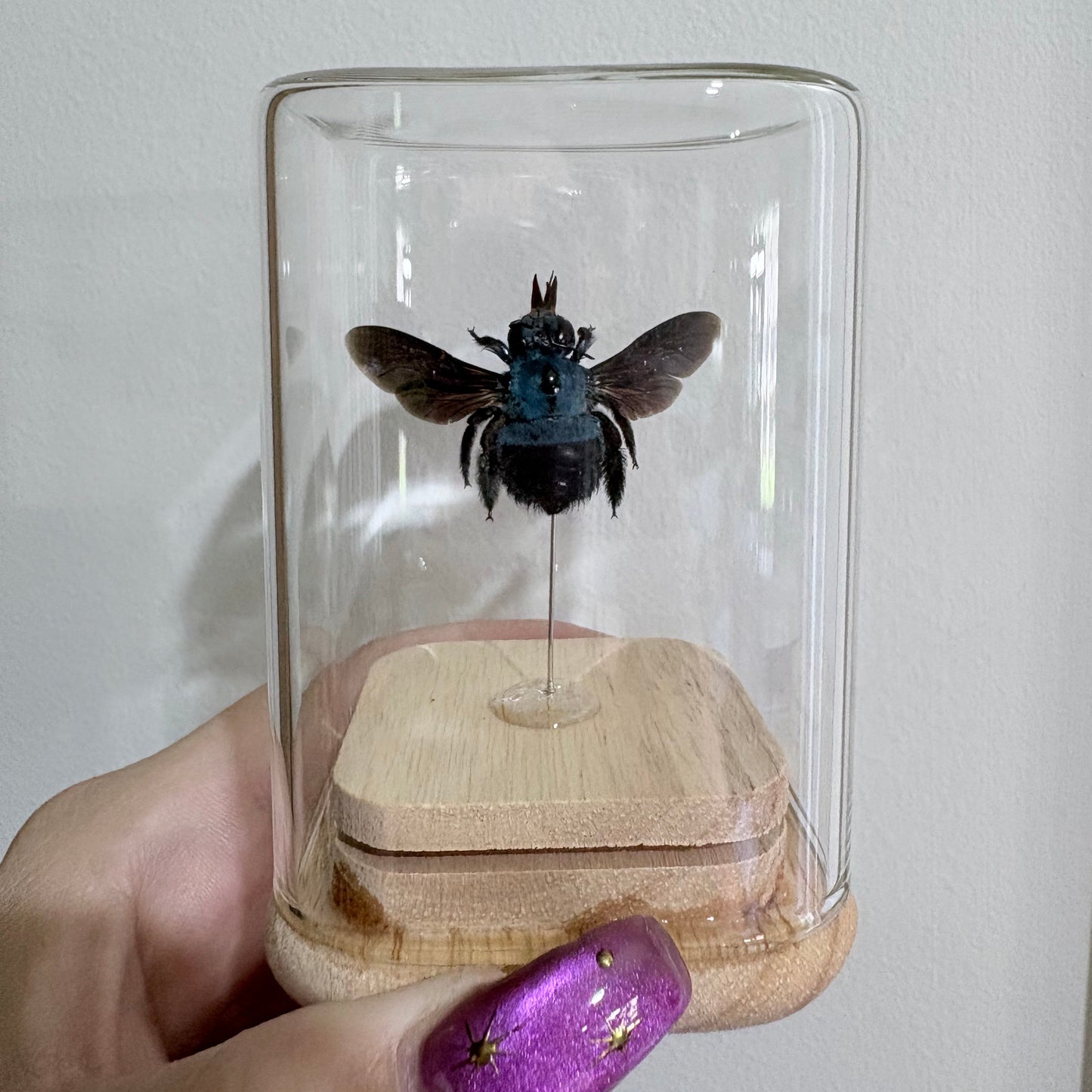 Xylocopa Caerulea Isolate Dome - Female