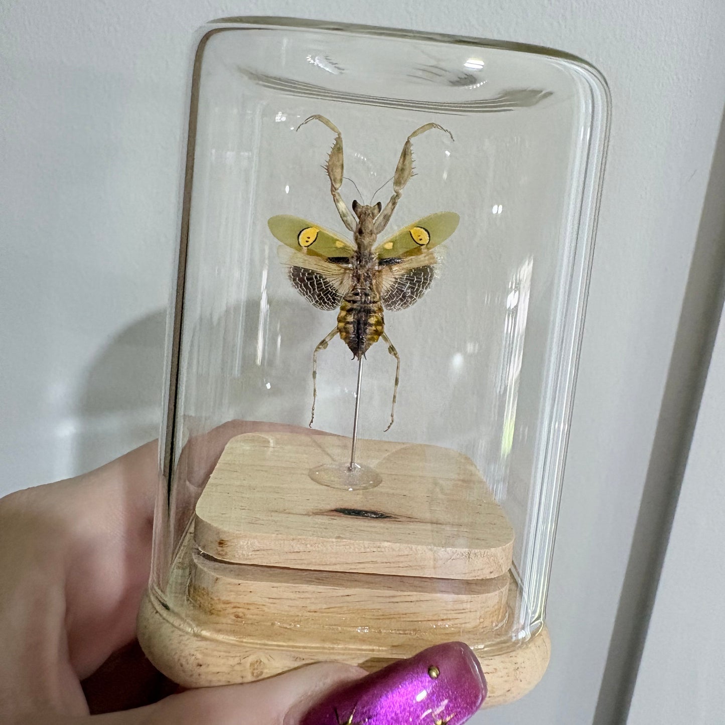 Creobroter Gemmatus Isolate Dome
