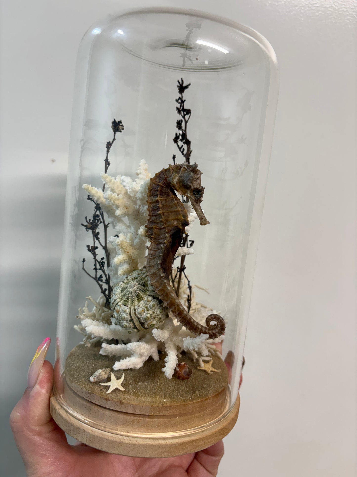 Seahorse Large Dome