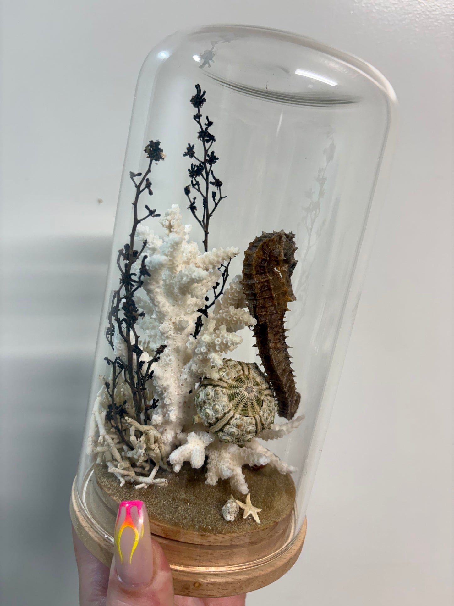 Seahorse Large Dome