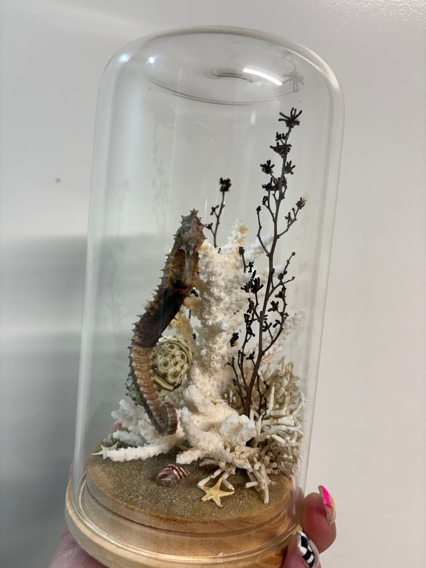 Seahorse Large Dome