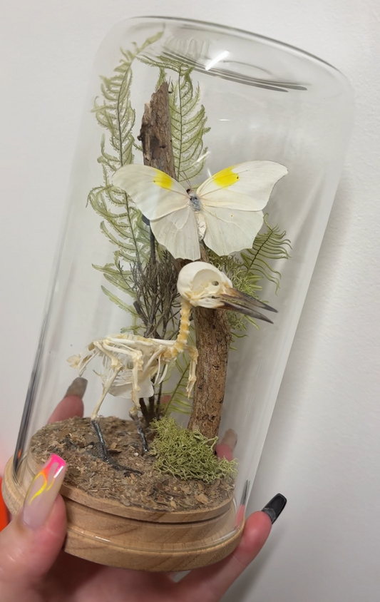 Butterfly and Skeleton Large Dome
