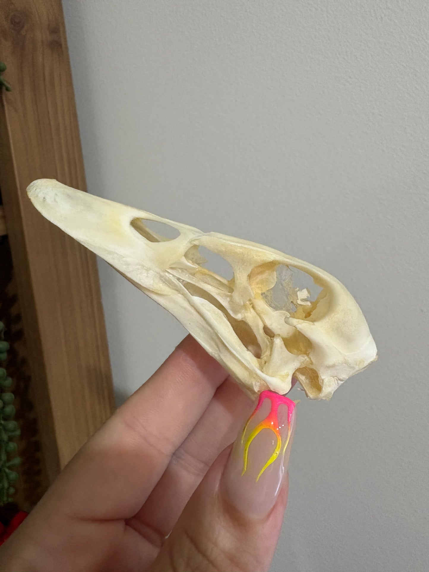 Duck Skull