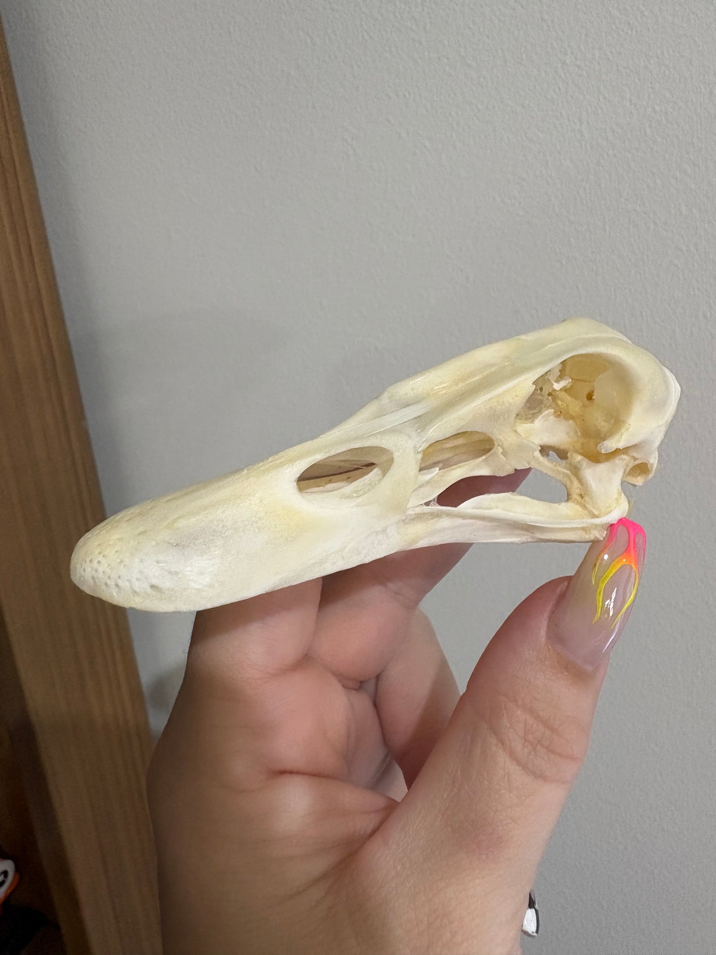 Duck Skull