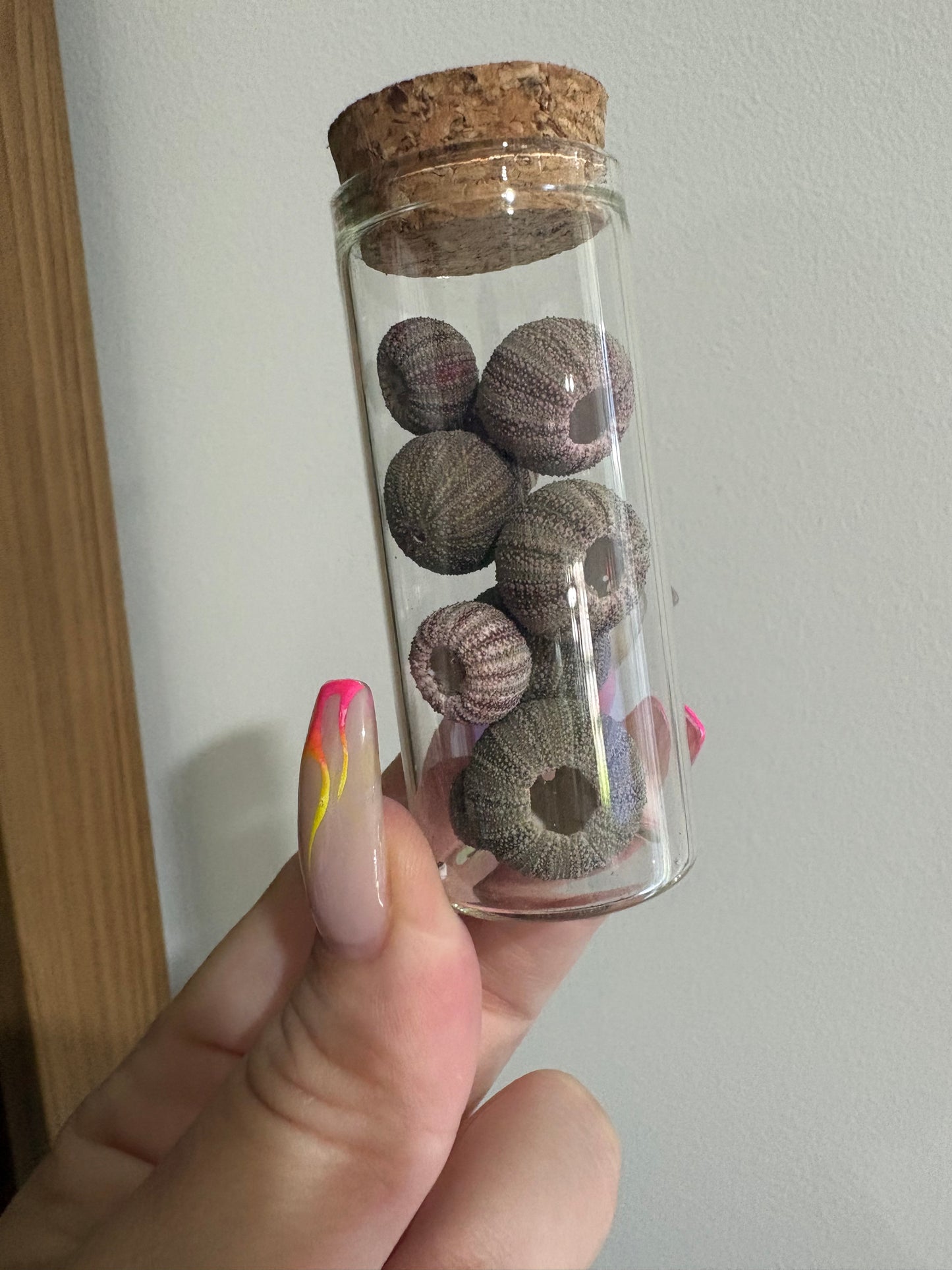 Mini Sea Urchins Jar