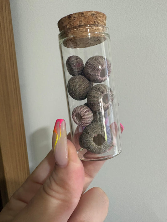 Mini Sea Urchins Jar