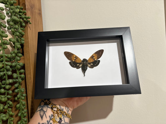Ambrageana Ambra