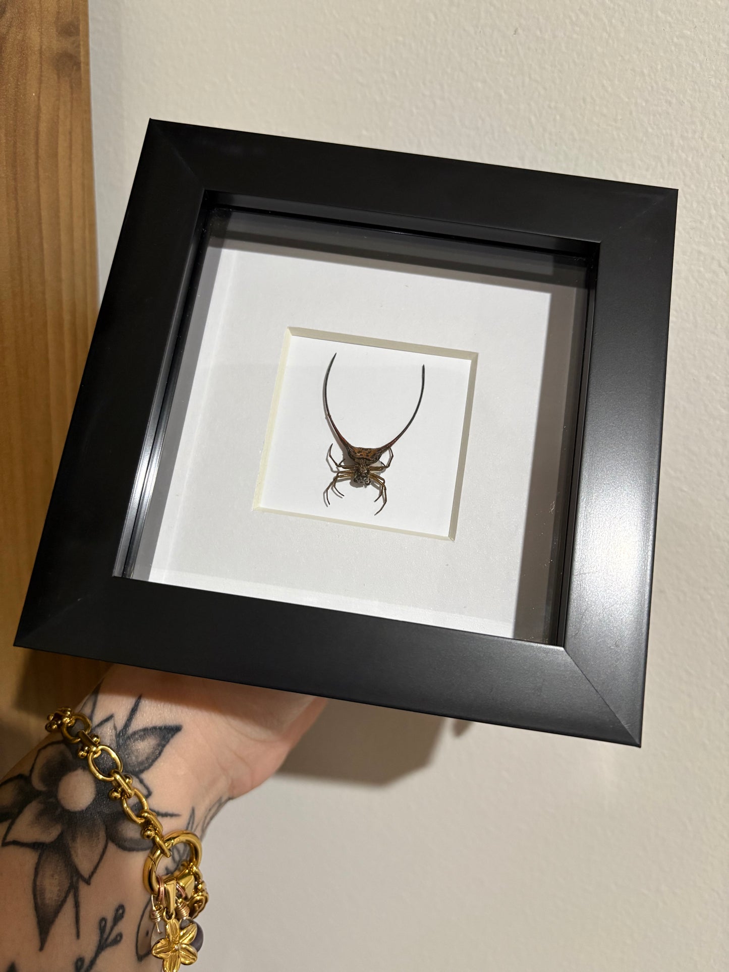 Macracantha Arcuata - 4x4
