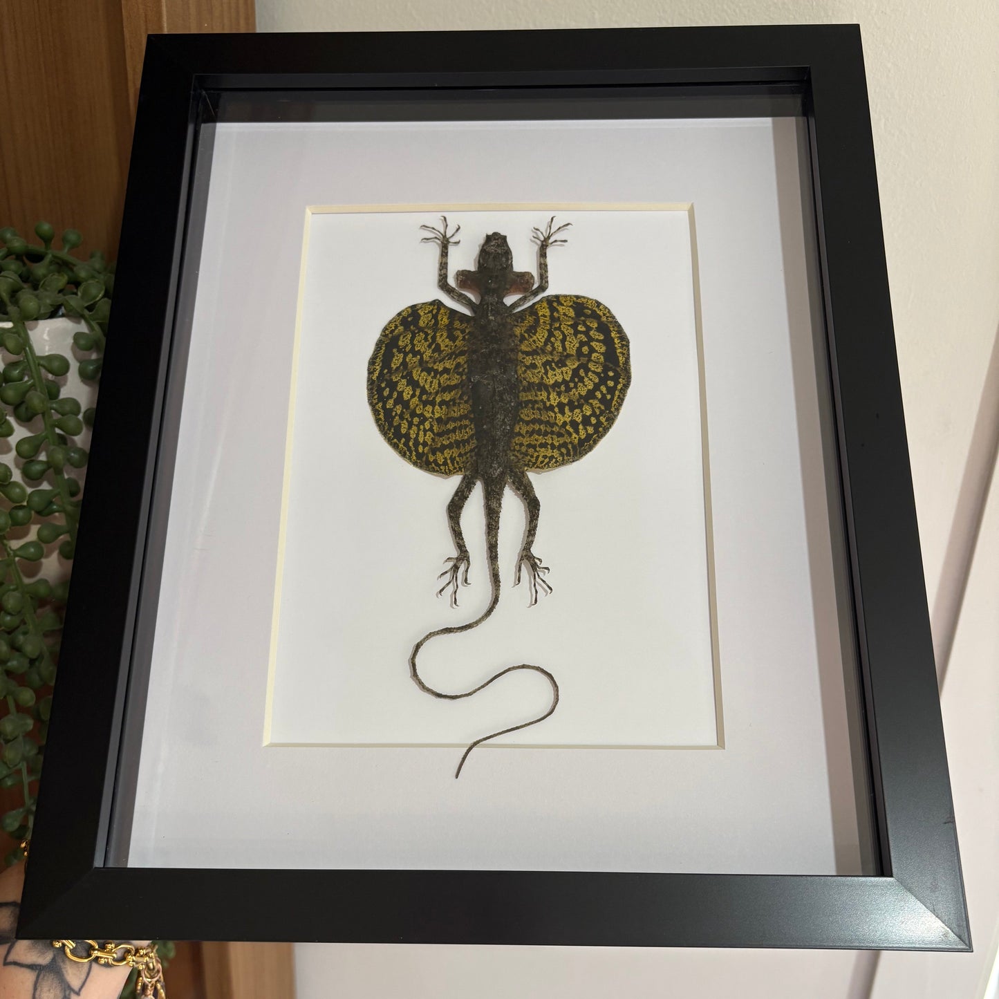 Draco Haematopogon