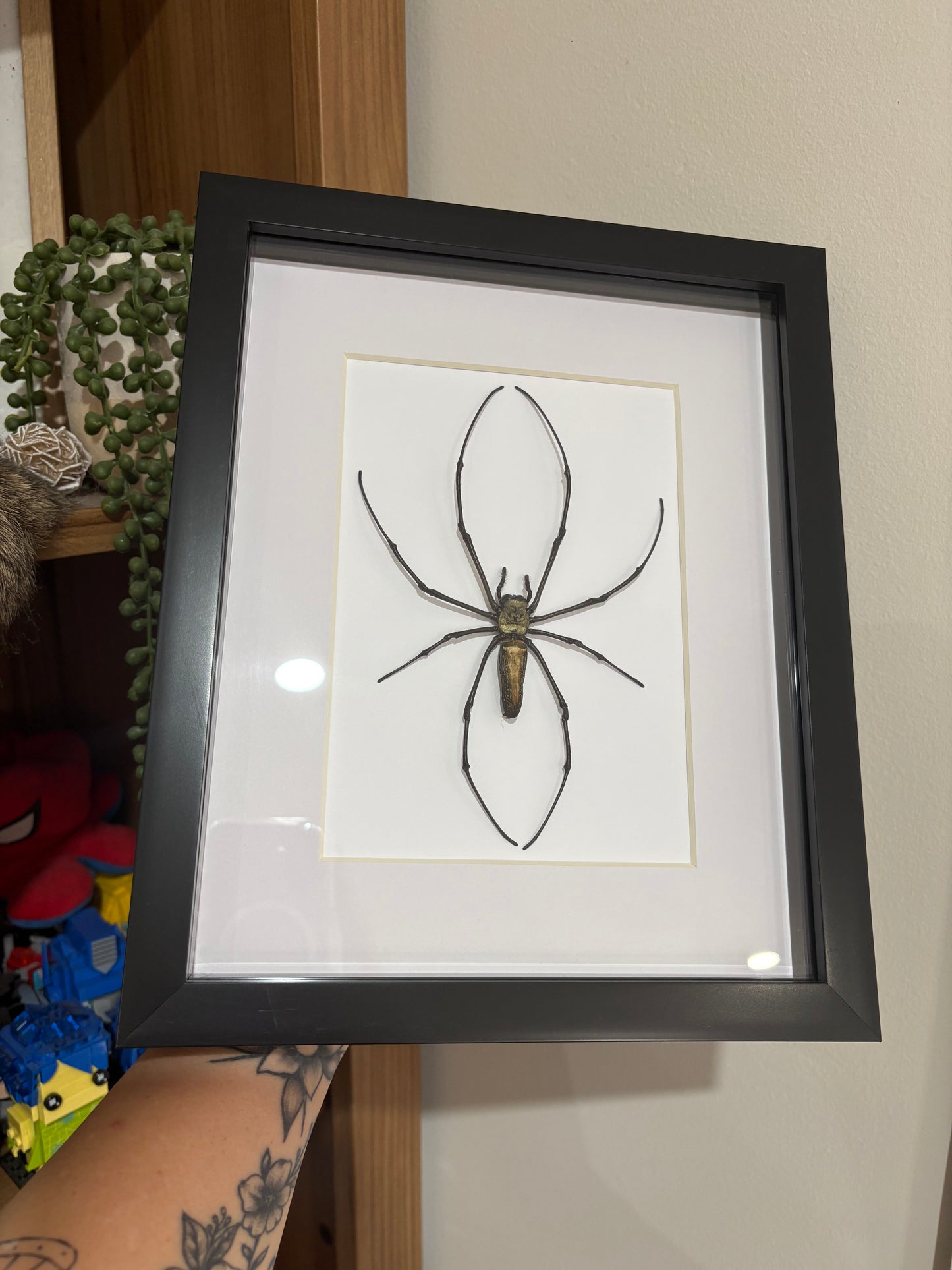 Nephila pilipes
