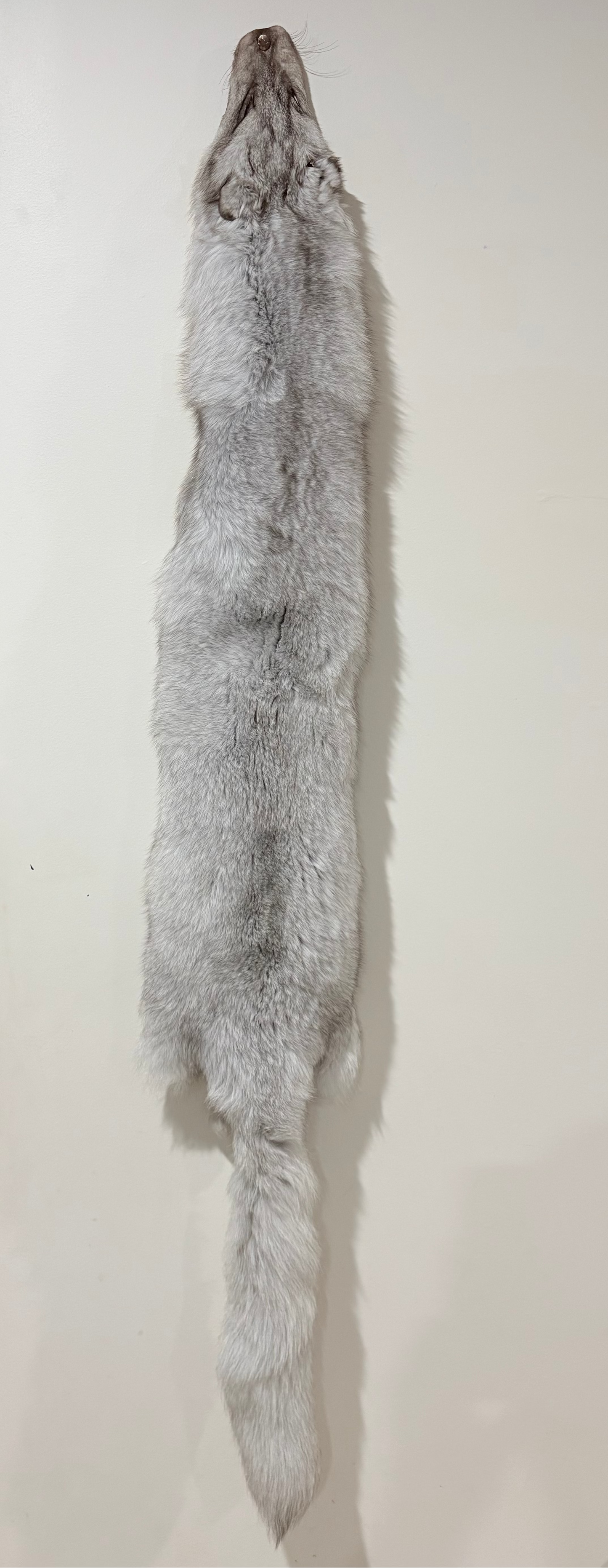 Fox Pelt
