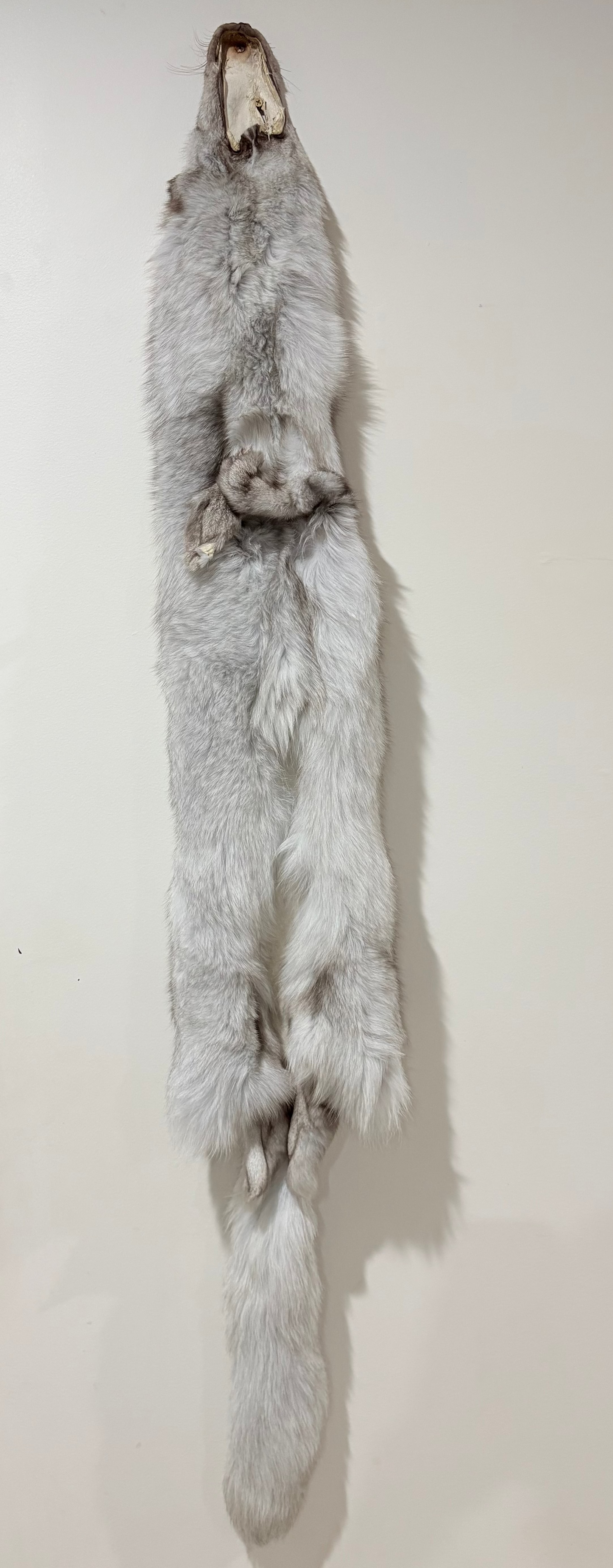 Fox Pelt