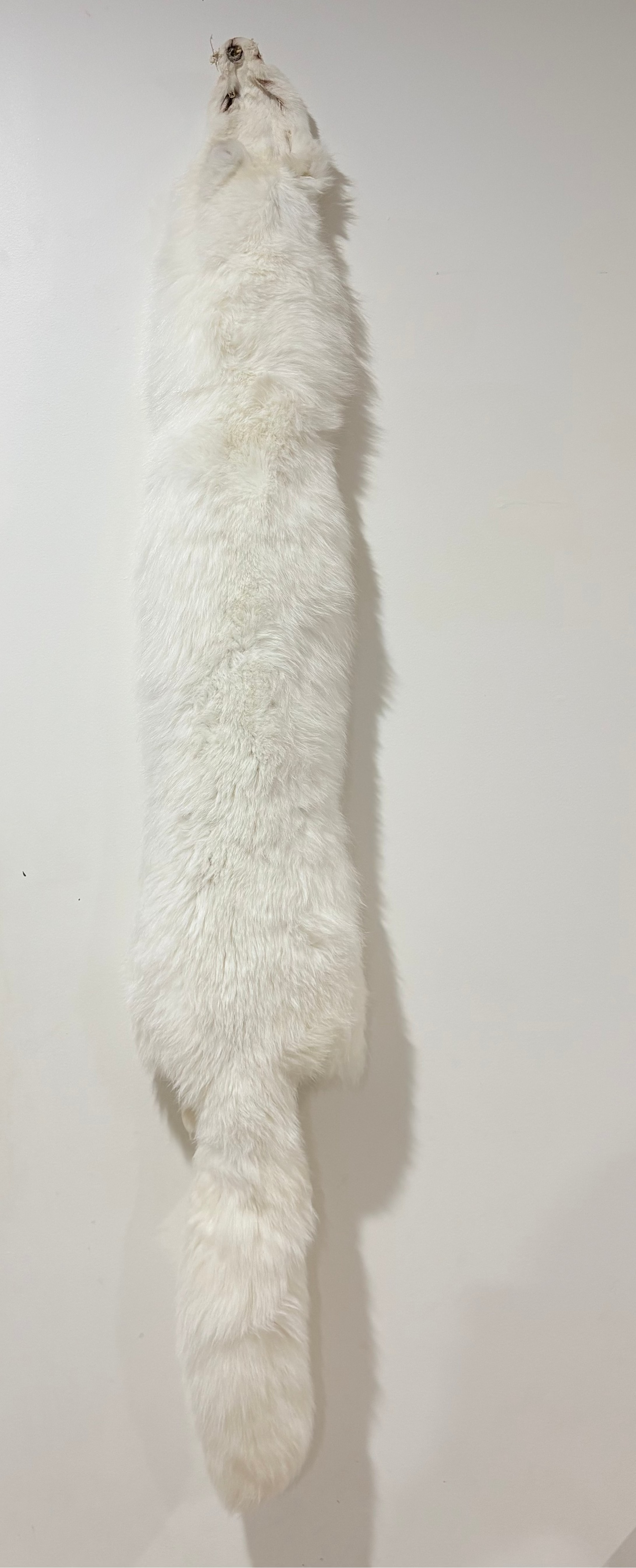 Fox Pelt