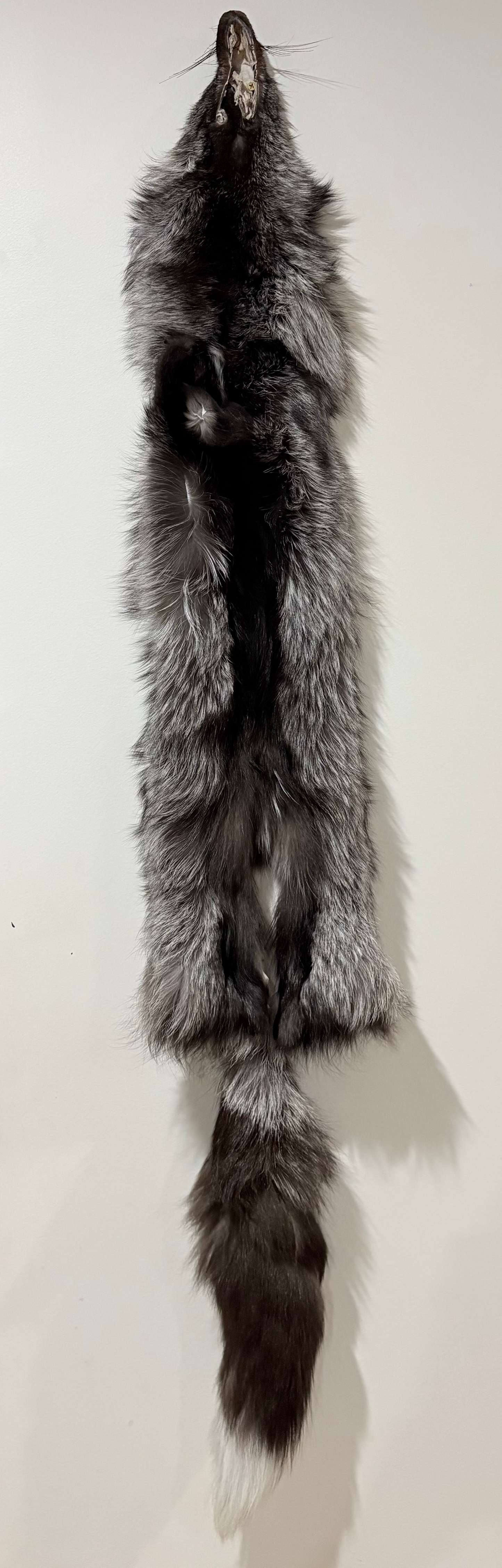 Fox Pelt