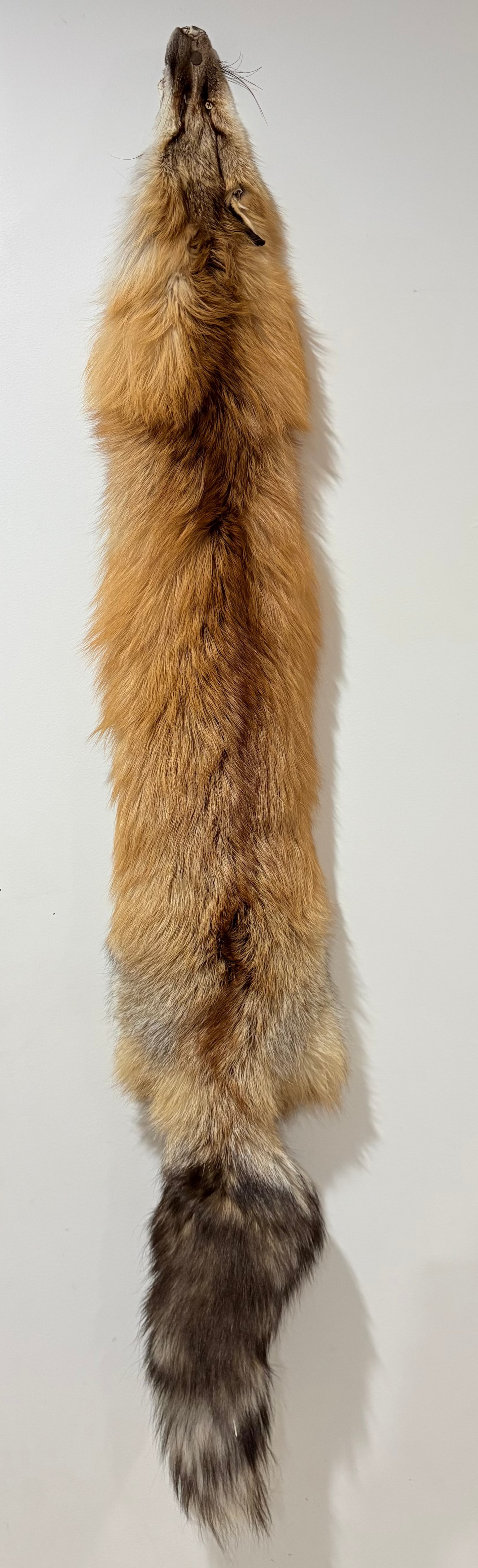 Fox Pelt