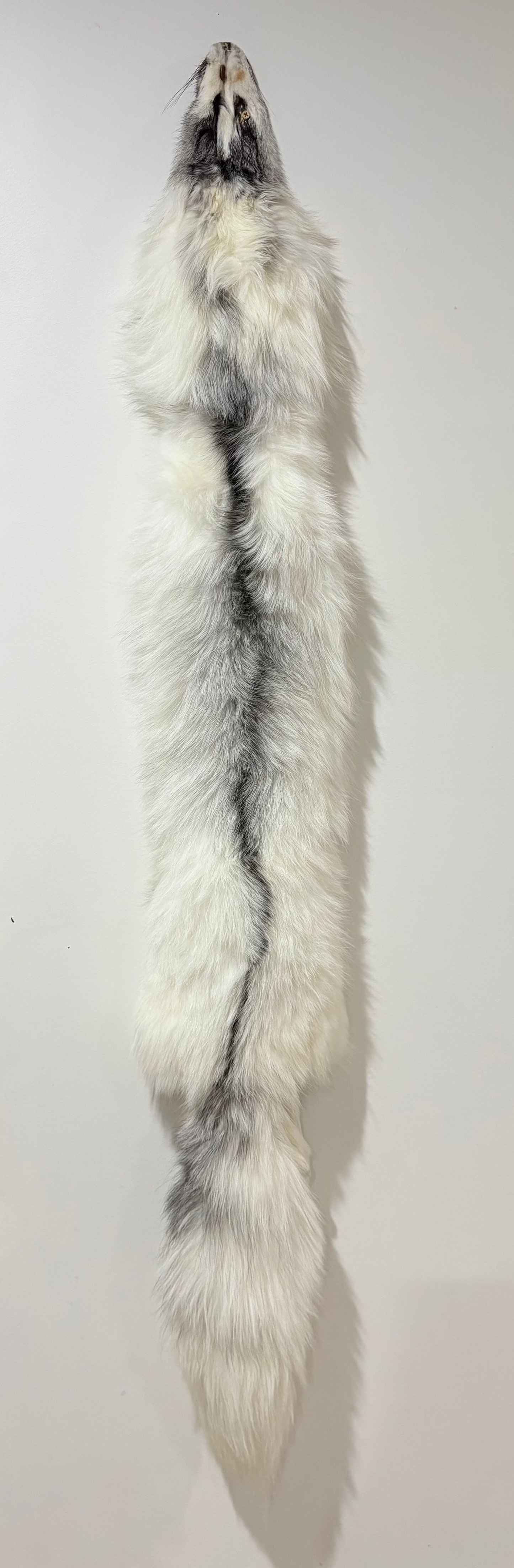 Fox Pelt