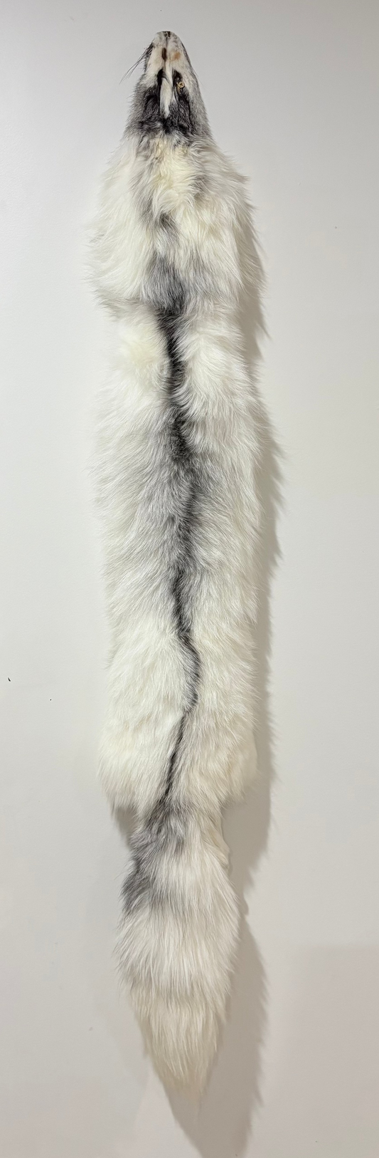 Fox Pelt