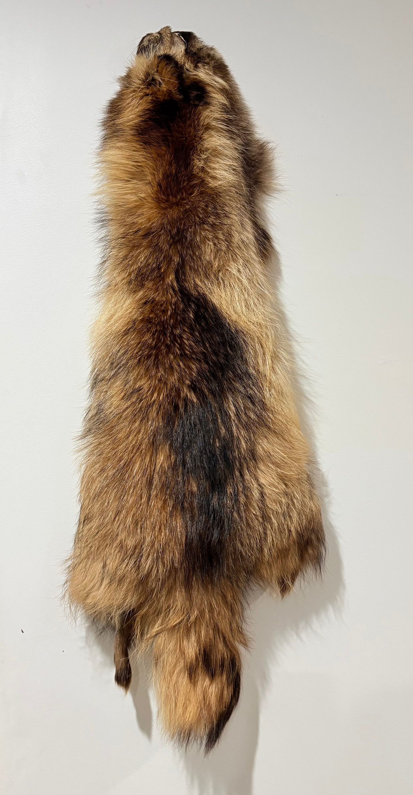 Tanuki Pelts