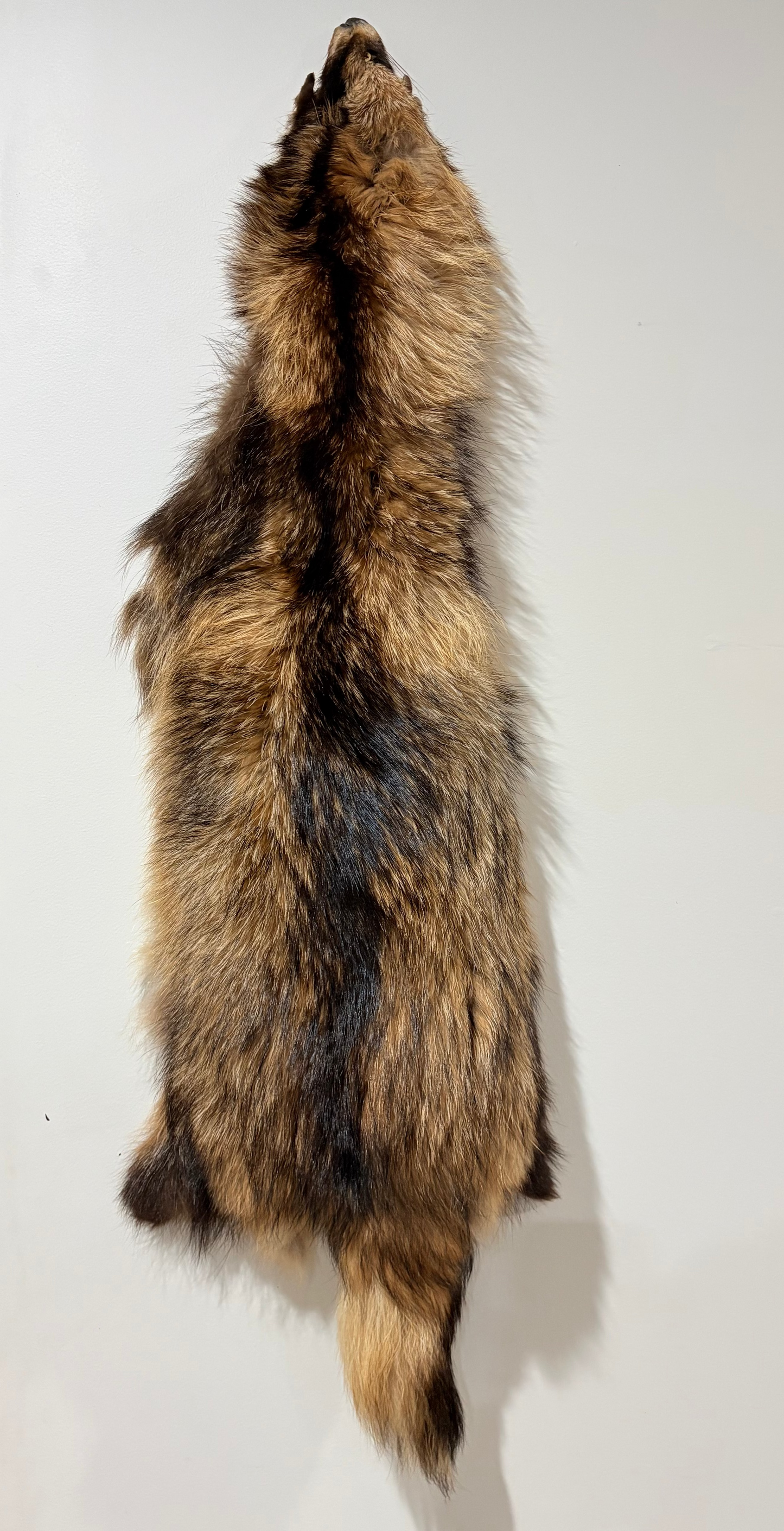 Tanuki Pelts