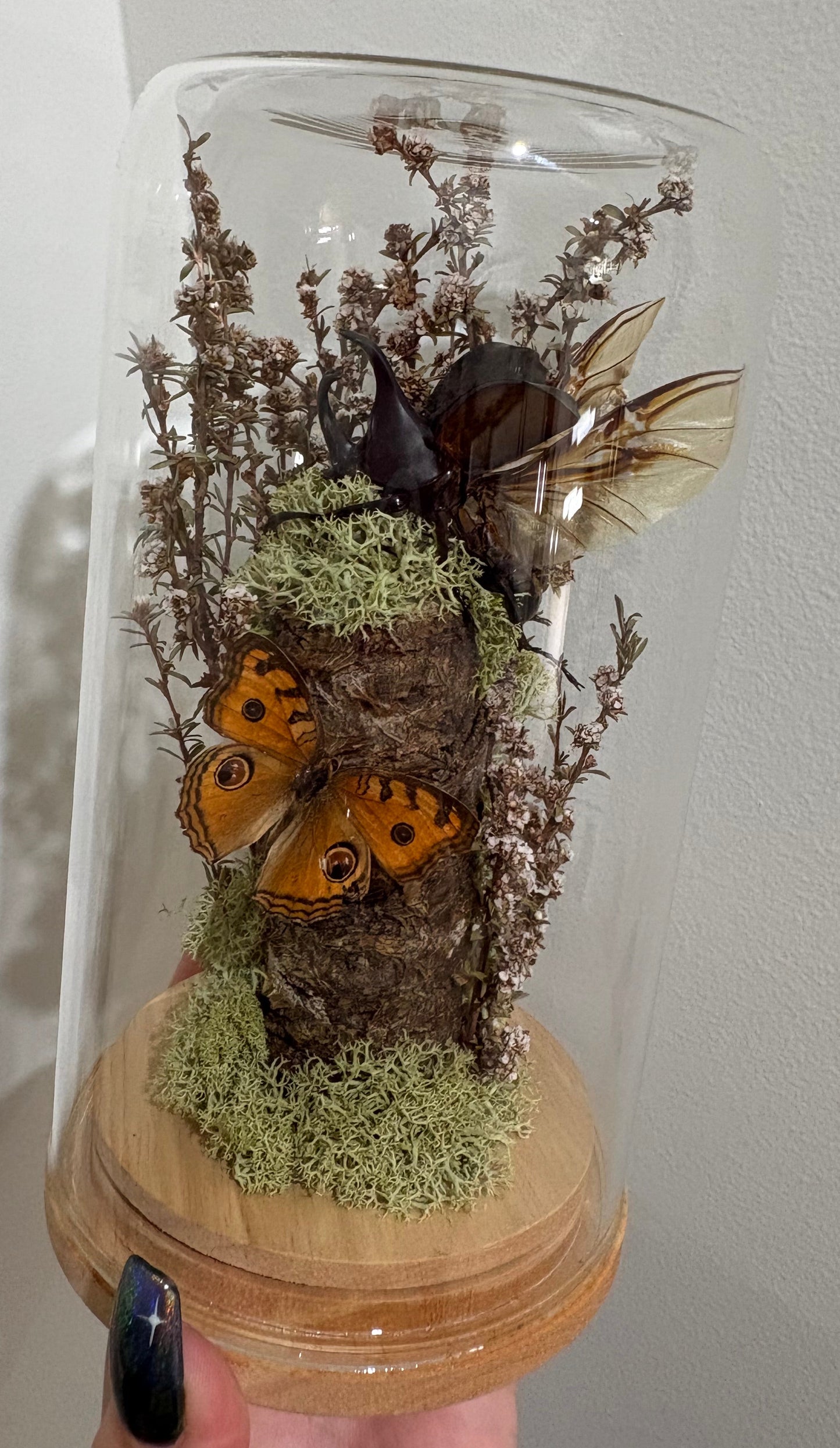 Large dome featuring a rhinoceros beetle and butterfly