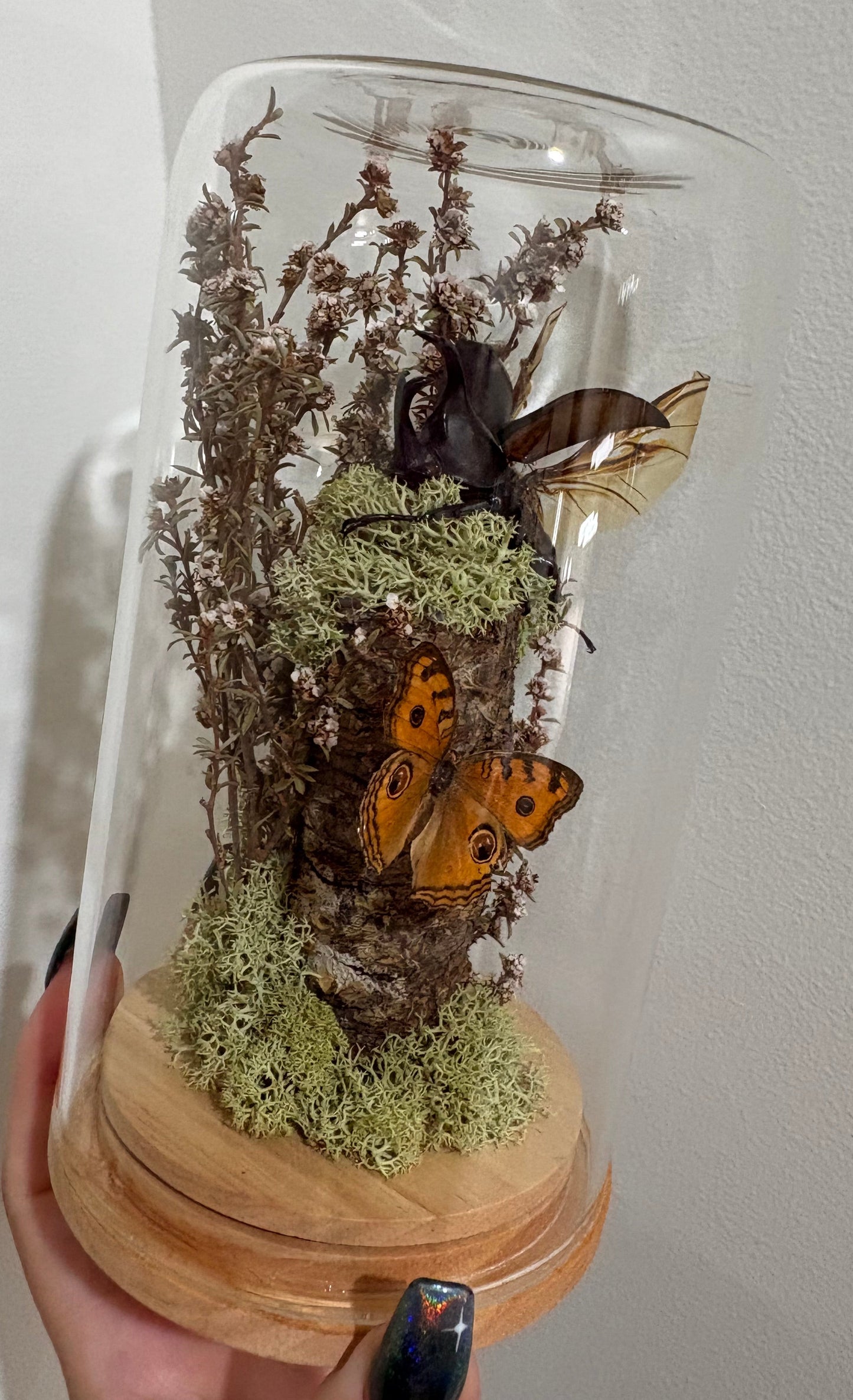 Large dome featuring a rhinoceros beetle and butterfly