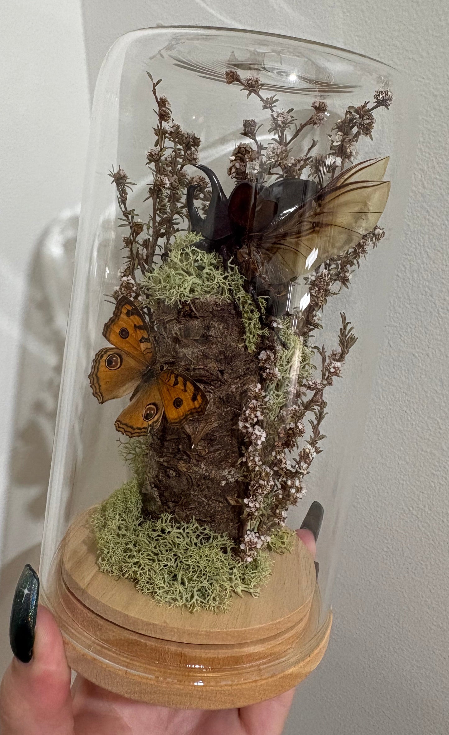 Large dome featuring a rhinoceros beetle and butterfly