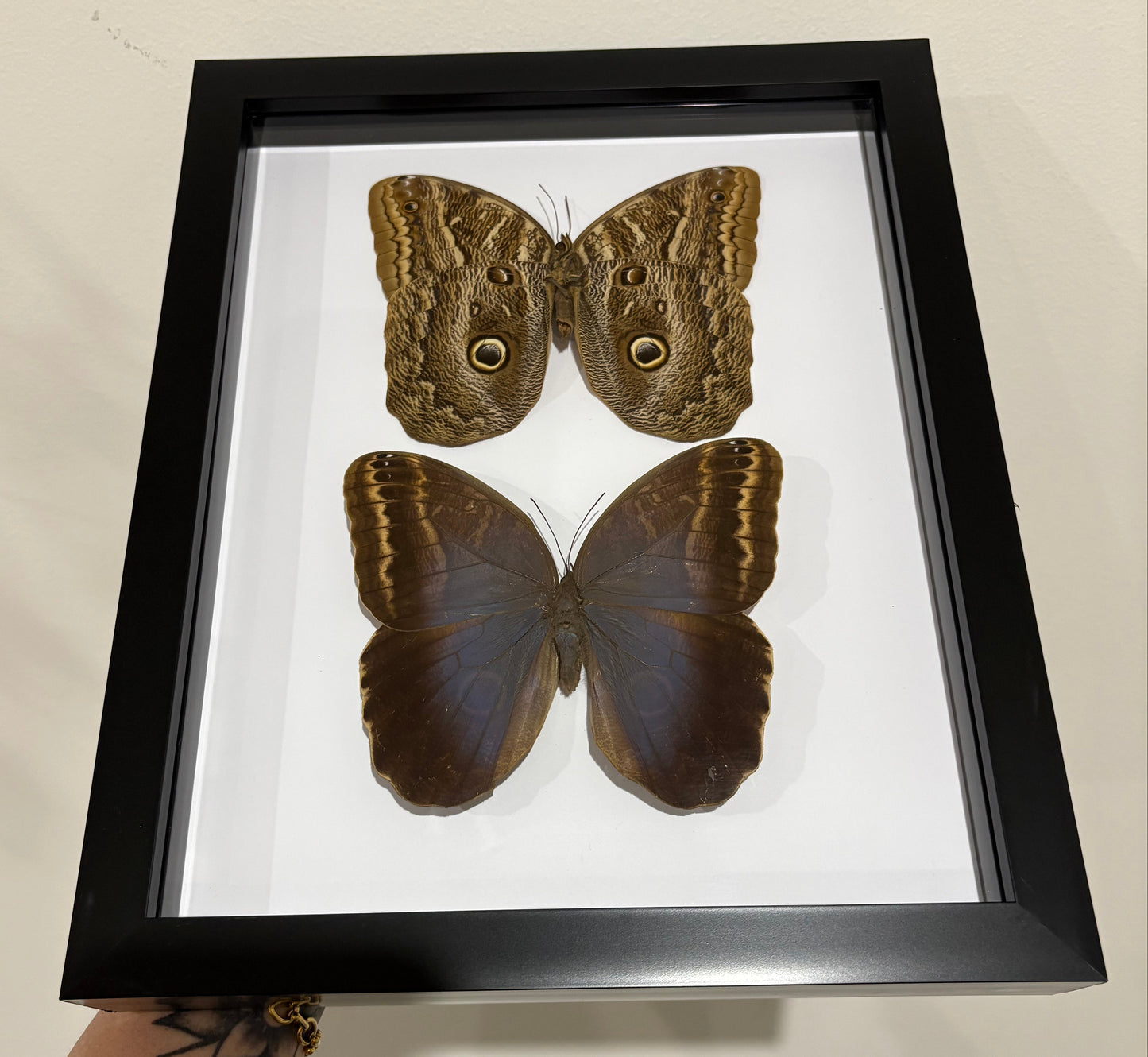 Caligo illioneus oberon Duo