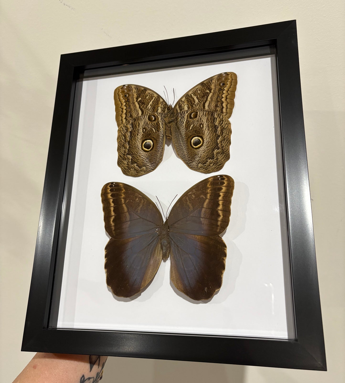 Caligo illioneus oberon Duo